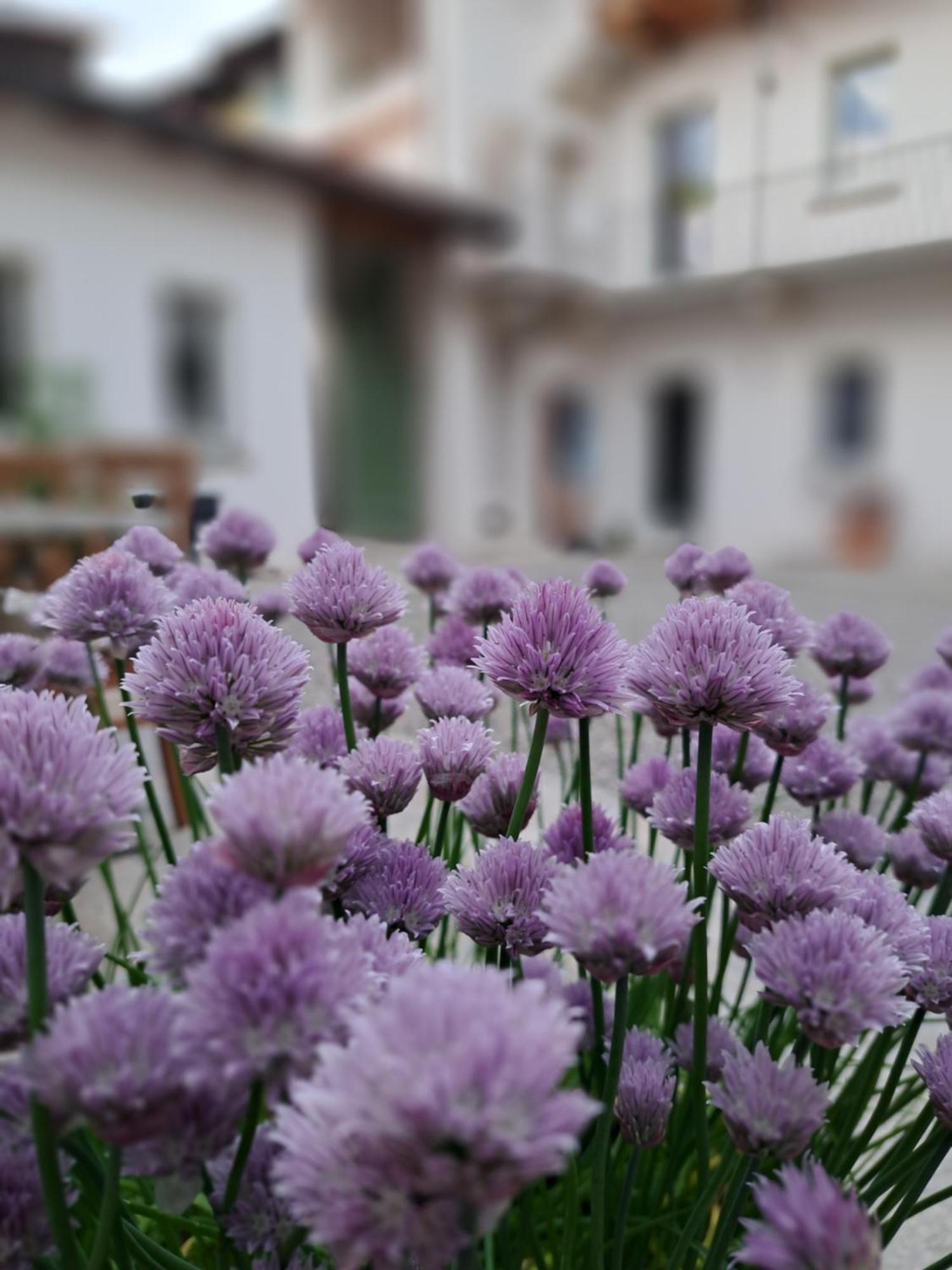 B&B Il Cortile Soriso Kültér fotó